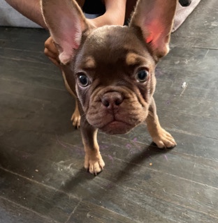 French Bulldog β 2 girls 1 boy FRENCH BULLDOGS