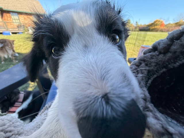 9 week PB Border Collie 