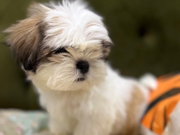 Shih Tzu – Shitzu mini – أبو ظبي