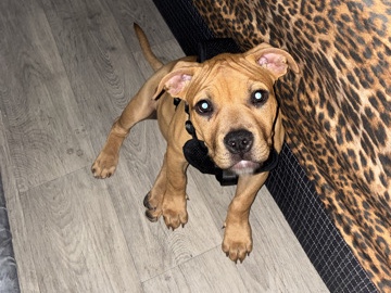 Staffordshire Bull Terrier – staffordshire Bull Terrier – Phoenix