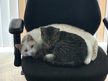 2 Cats – Austin