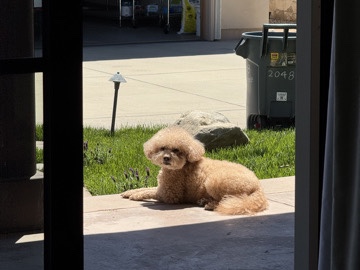 8 Years Old Toy Poodle