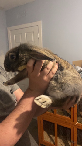 2x 20 week old mini lops 
