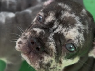 Bulldog – venta de Burdog francés – Miami