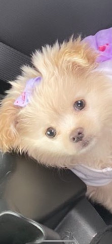 Poodle – Pomapoo for Sale