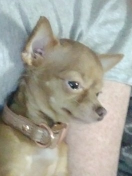 Chihuahua – Selling 7 month old short haired Chihuahua