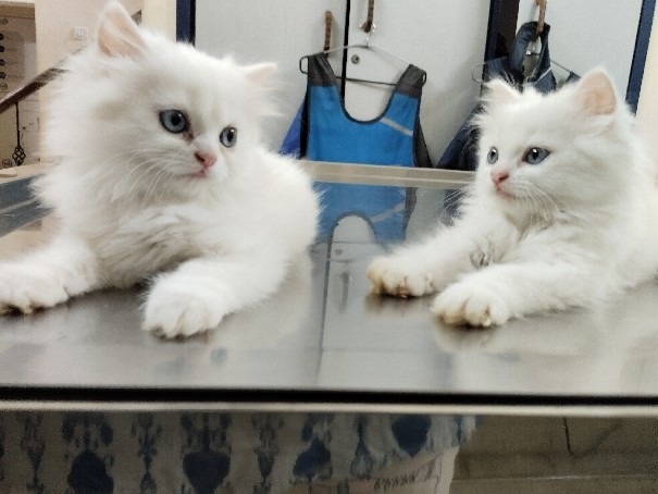 Persian (Traditional) – Kittens available for rehoming – Mysuru