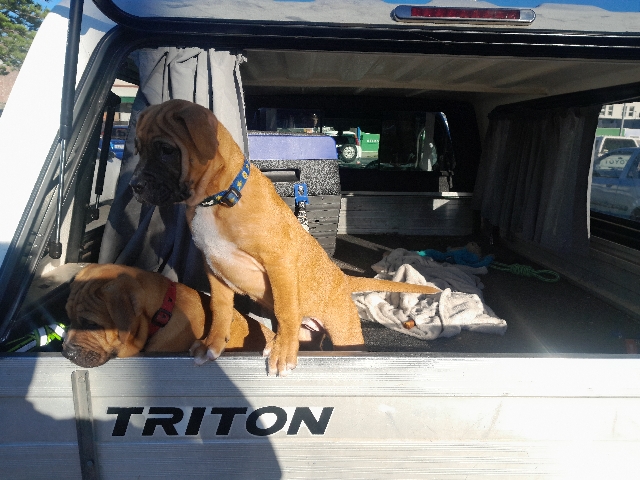 Bullmastiff – Beautiful British bulldog D.O.B 23 of July 2026Microchip and started her vaccinations today. call Craig on 0497 550 638 any time for further information. – South Fremantle