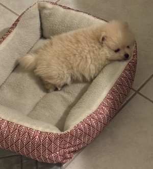 Pomeranian – Pomeranian