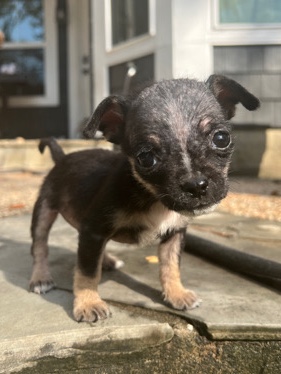 8 week old pug terrier mix