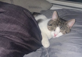 American Shorthair – My adorable six month old cat needs a home