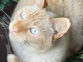 cat Loki – McKinney