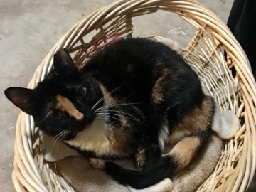 Cat needs a new home – Conyers