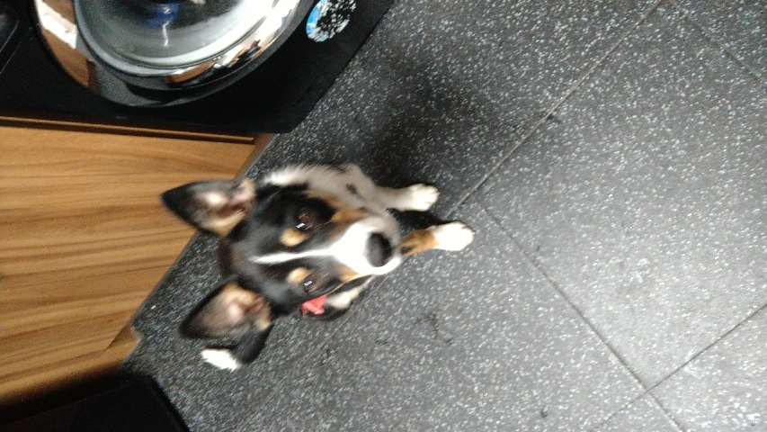 Border Collie – Tri colour collie