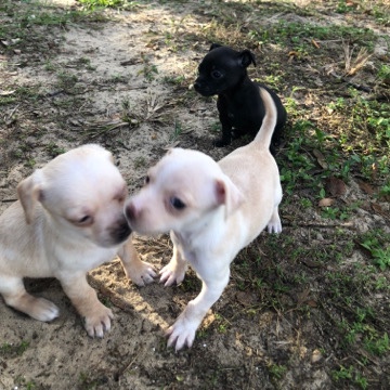 Chihuahua – chiweenies