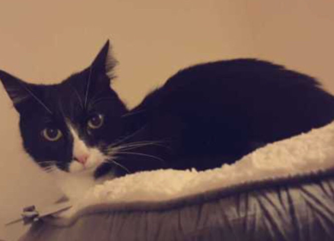 urgent! cat needs loving home