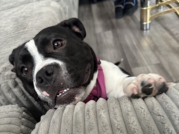 American Bulldog – Sweet American Bully – Fontana
