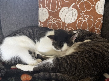 American Shorthair – Bonded 2 year old Cats – Rotonda West
