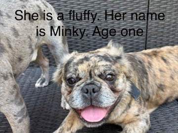 French Bulldog – French Bulldogs Seeking Loving Homes – Indianapolis