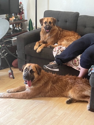 St. Bernard – Saint Bernard & Husky Mix