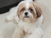 shi Tzu dog for sell 
