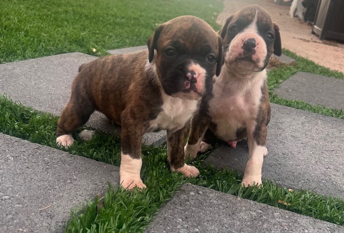Boxer – boxer