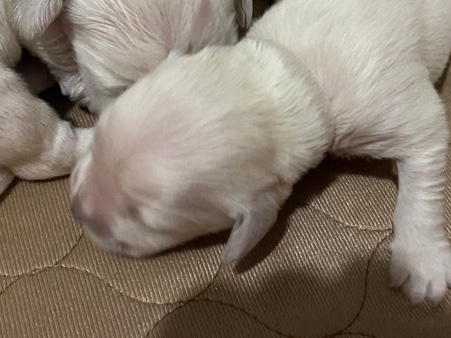 Golden Retriever – Golden Retriever - Miss White
