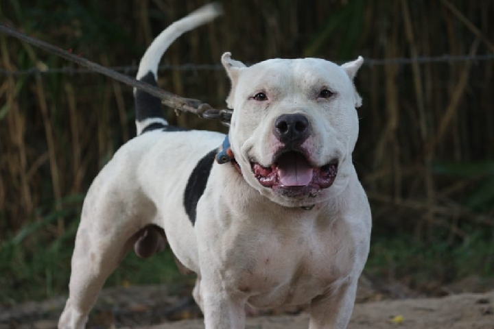 American Pit Bull Terrier – pitbull Male adult
