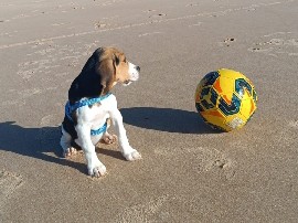 Beagle – belo filhote beagle(bigo)