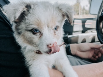 Australian Shepherd – Toy Aussie – Manteca