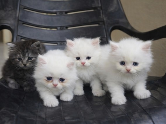 Persian (Modern) – Persian male cats(kittens) for sale – Sanivarapupeta
