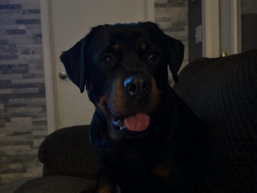 Rottie ready for adoption! 