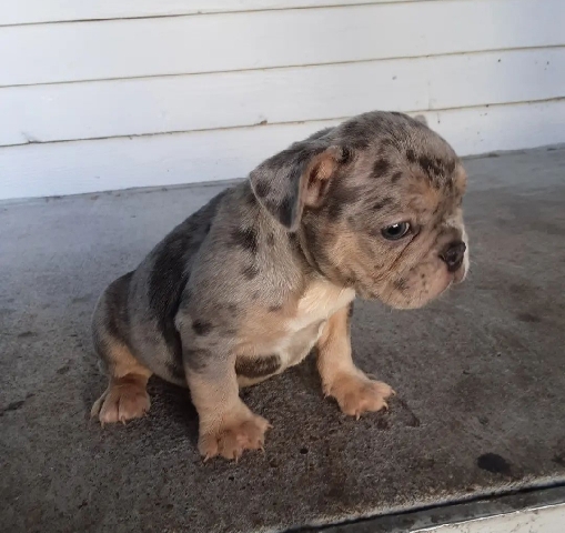 French Bulldog – Frenchie