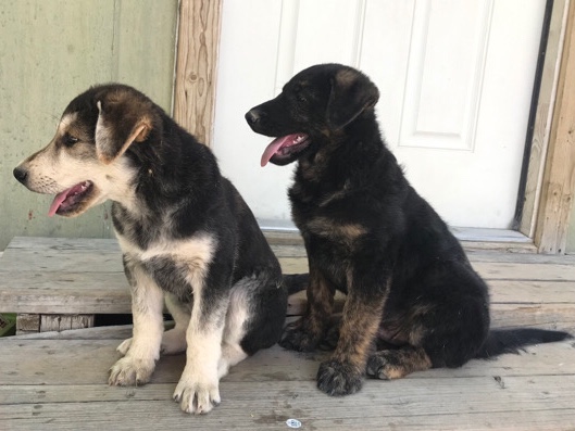 German Shepherd – Two German Shepherds Bella and Dozer
