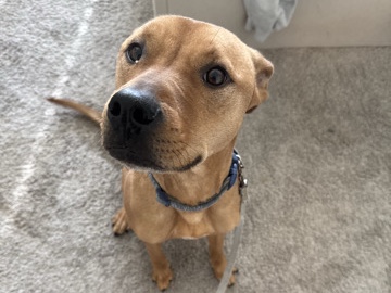 Rhodesian Ridgeback – Rehoming dog due to some recent unfortunate circumstances – Benbrook