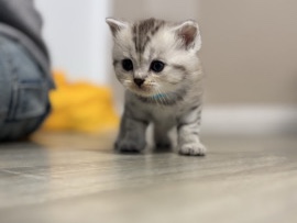 British Shorthair – BHK Kitten – Bielefeld