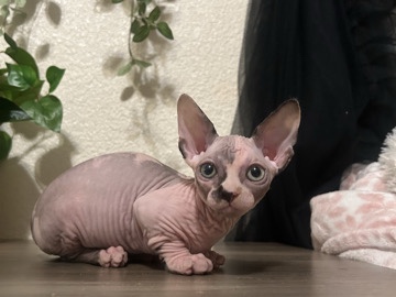 Sphynx – Adorable Sphynx Kitten for Sale – 12 Weeks Old in Fresno – Fresno