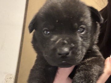 Mixed Breed – Puppy for sale – Highland