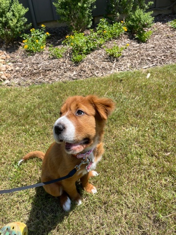 Golden Retriever – Female Dog