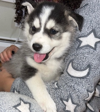 Husky/Samoyed mix for sale