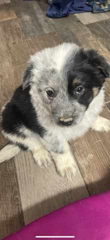 Australian Cattle Dog – Texas Heelers