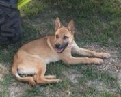 German Shepherd – Sunni