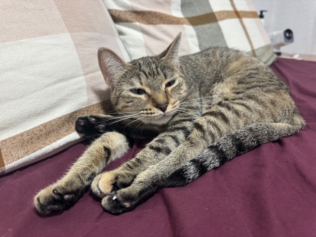 Molly – Burgos