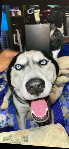Siberian Husky – huskie for sale