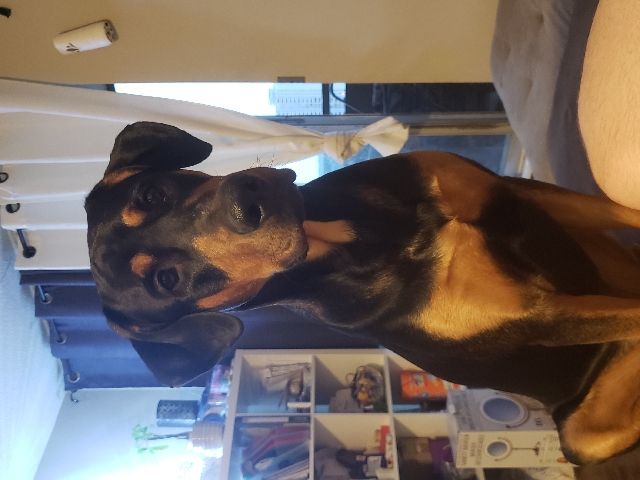 Doberman Pinscher – my Mini pony
