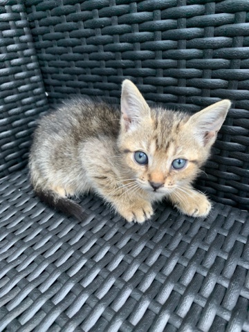 Kitten