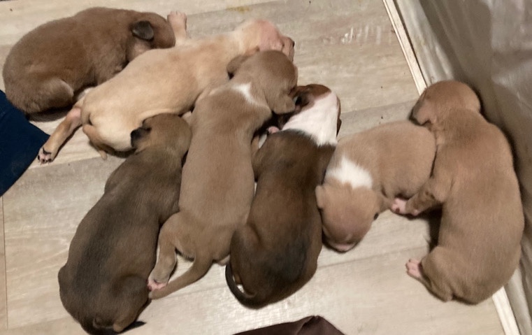 American Pit Bull Terrier – Pitbull puppies