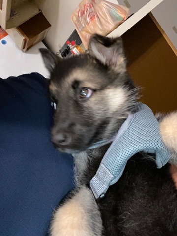 Old German Shepherd Dog – Roscoe