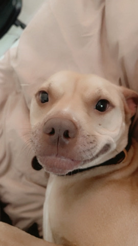 American Pit Bull Terrier – Lovable Boy