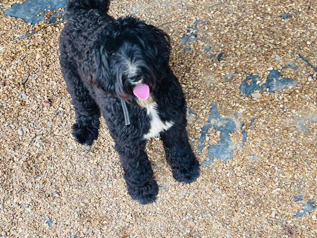 Burna doodle 1 year old
